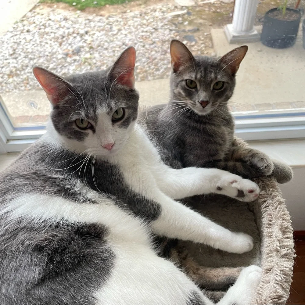 George & Daisy - Picture 6 of 12